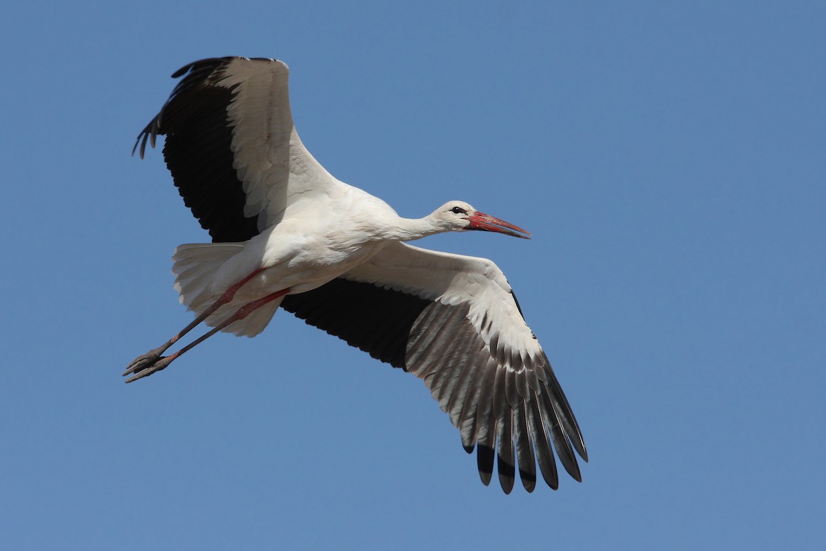 White Stork - ML66340511