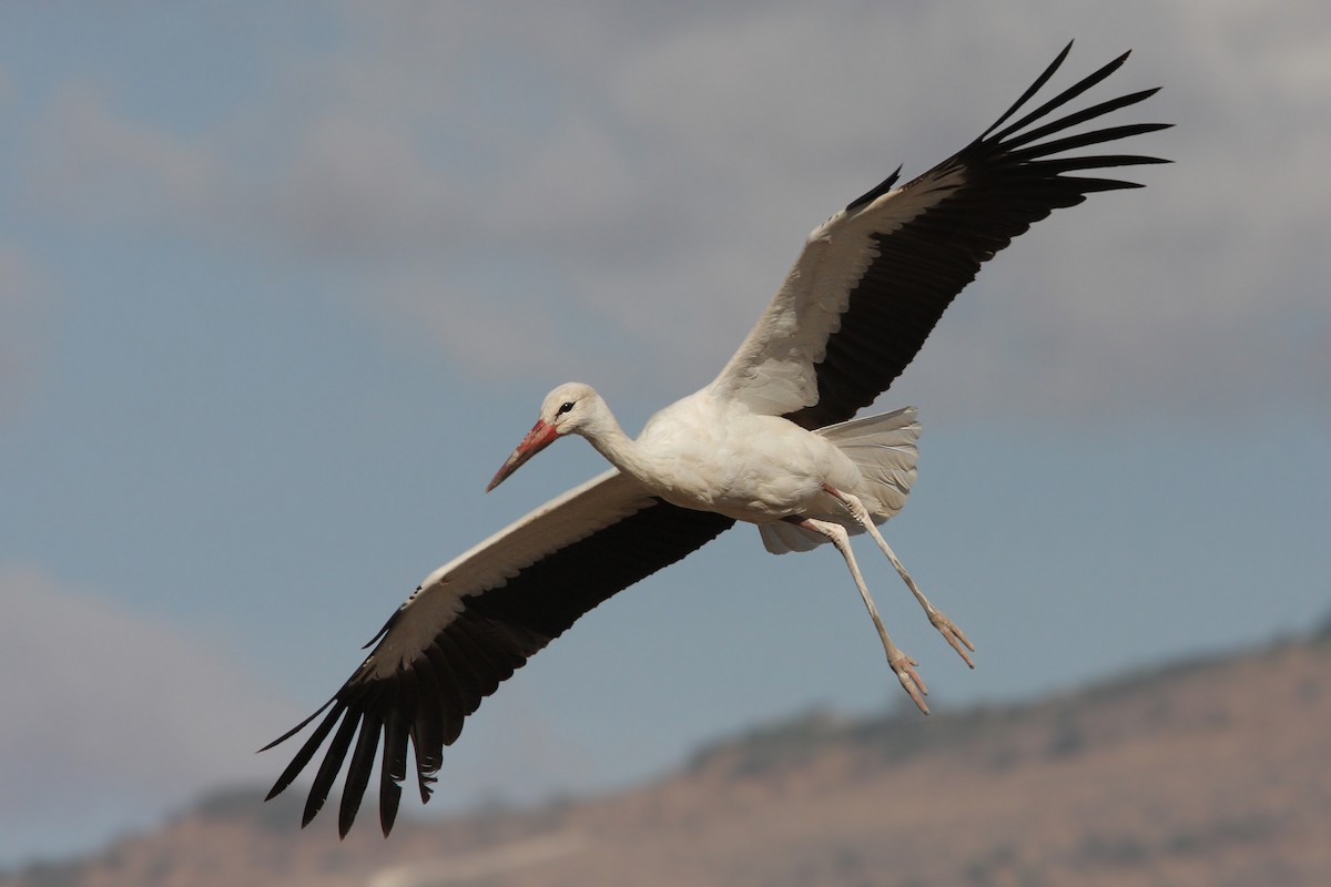 White Stork - ML66340521