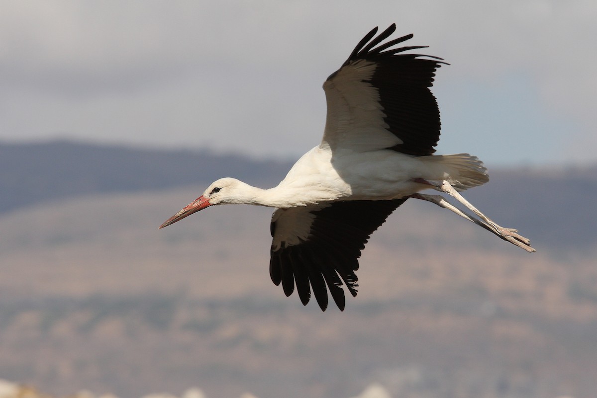 White Stork - ML66340551