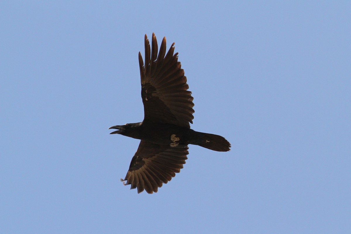 Brown-necked Raven - ML66341721