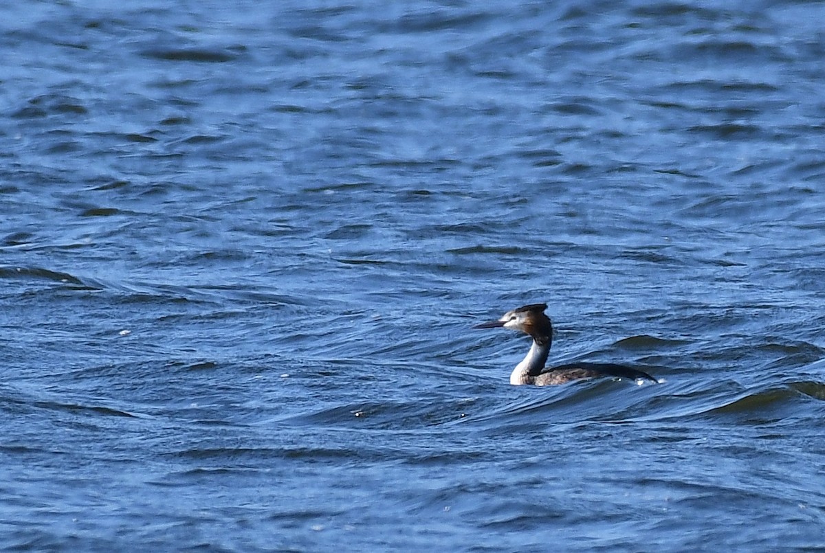 Great Crested Grebe - ML66342121