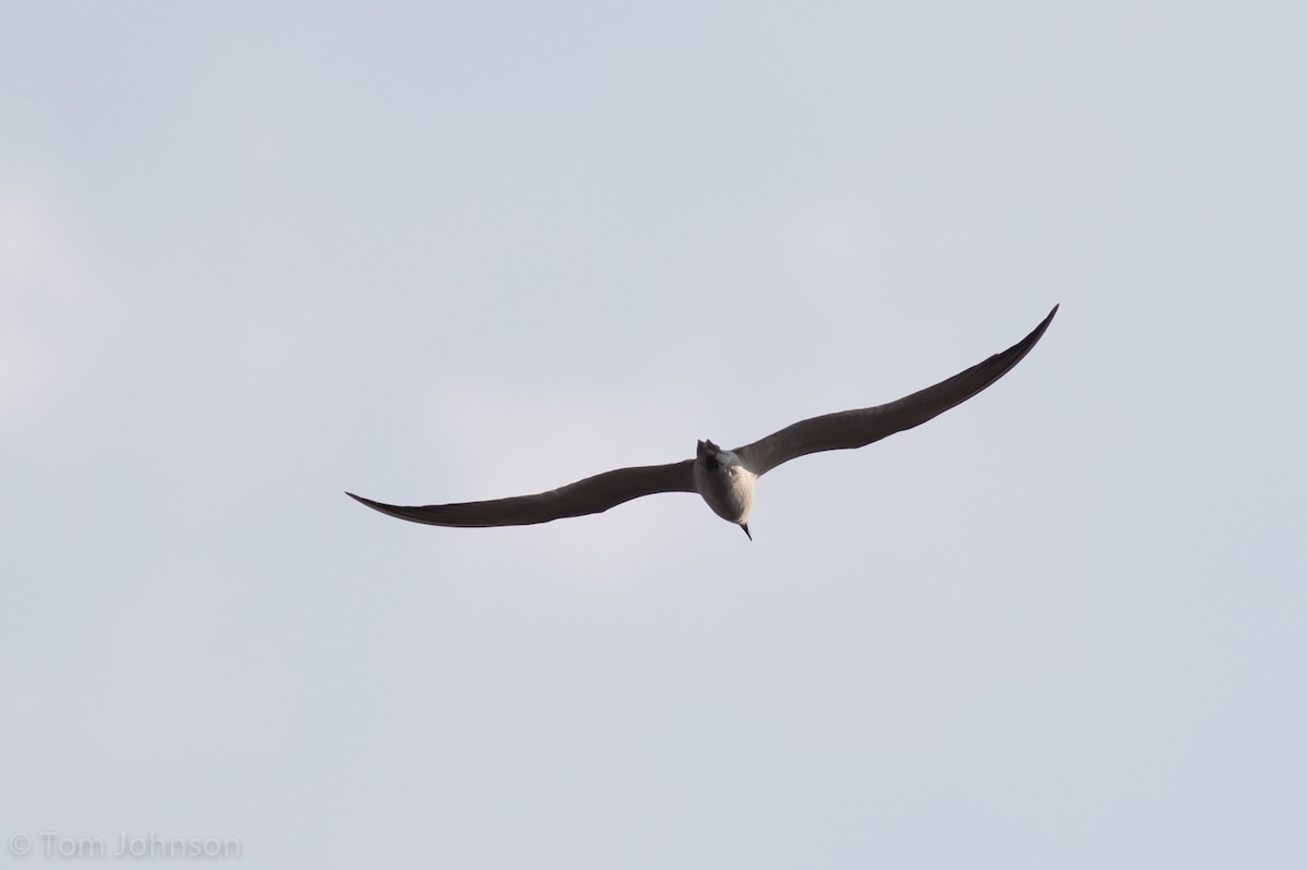 Gull-billed Tern - Tom Johnson