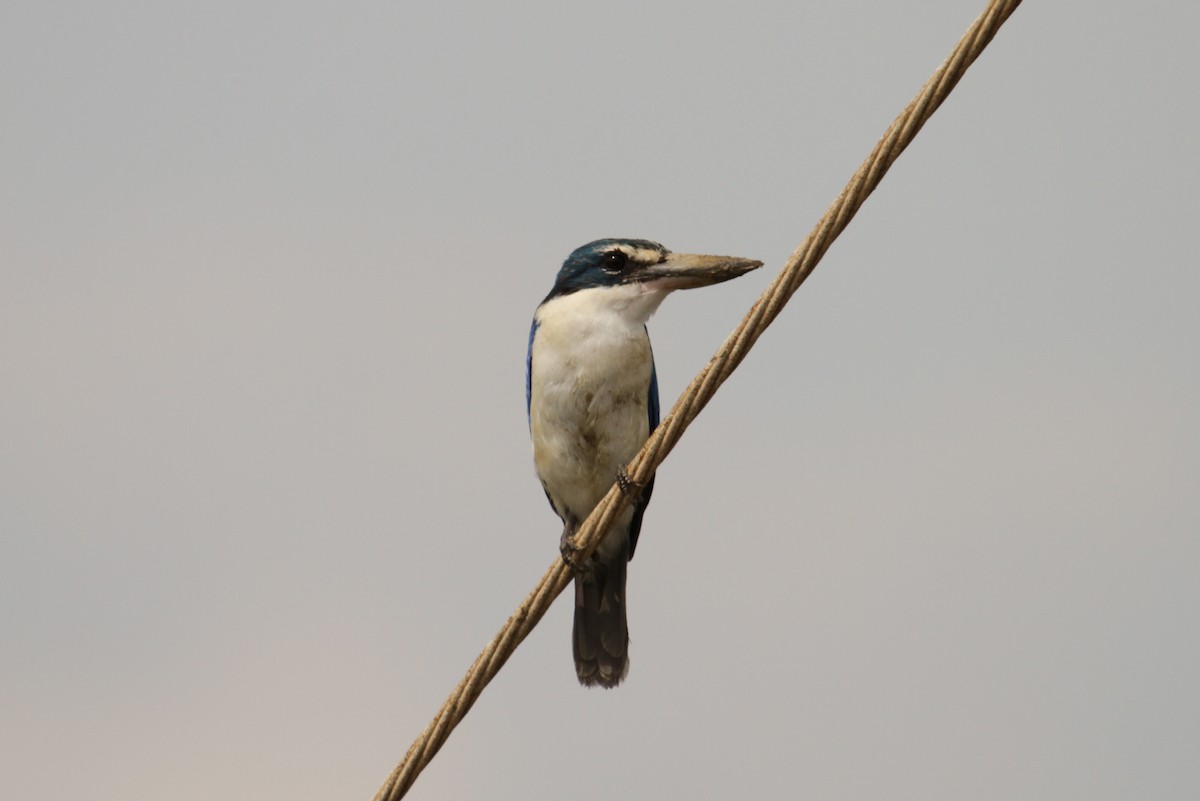 Collared Kingfisher (Oriental) - ML66343811