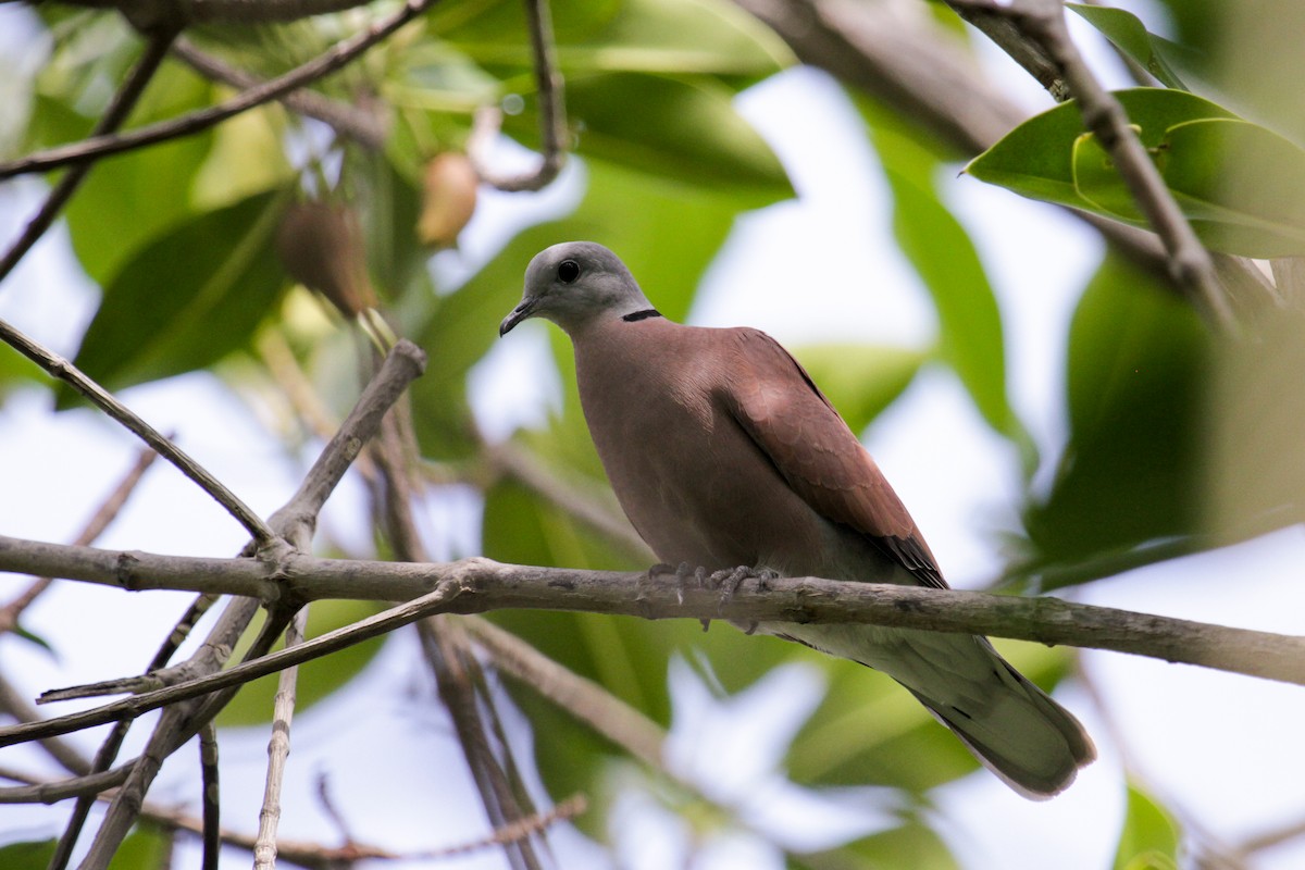 Red Collared-Dove - Tommy Pedersen