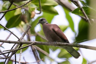 Red Collared-Dove, ML66343961