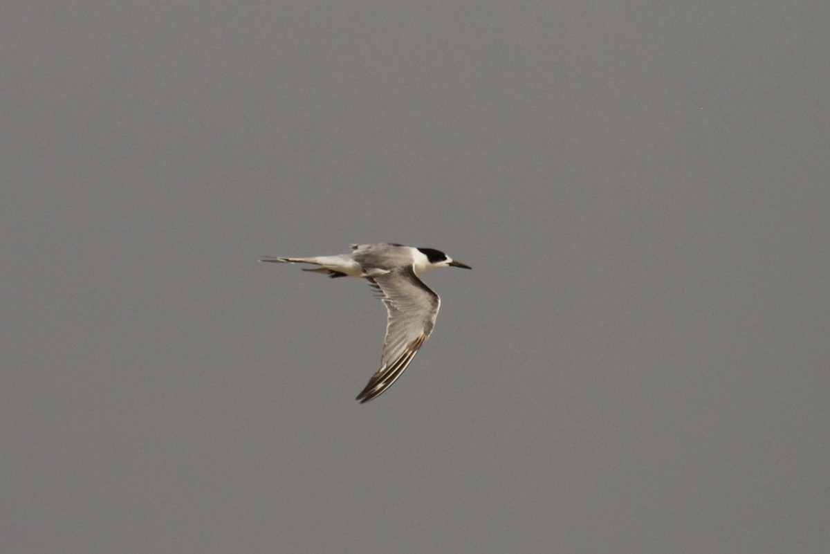Common Tern (longipennis) - Tommy Pedersen