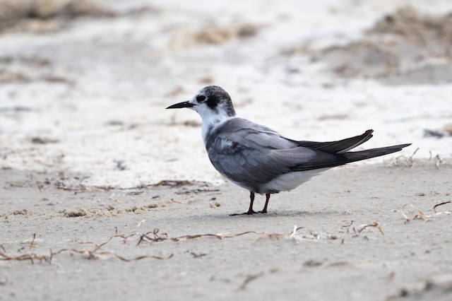 Black Tern