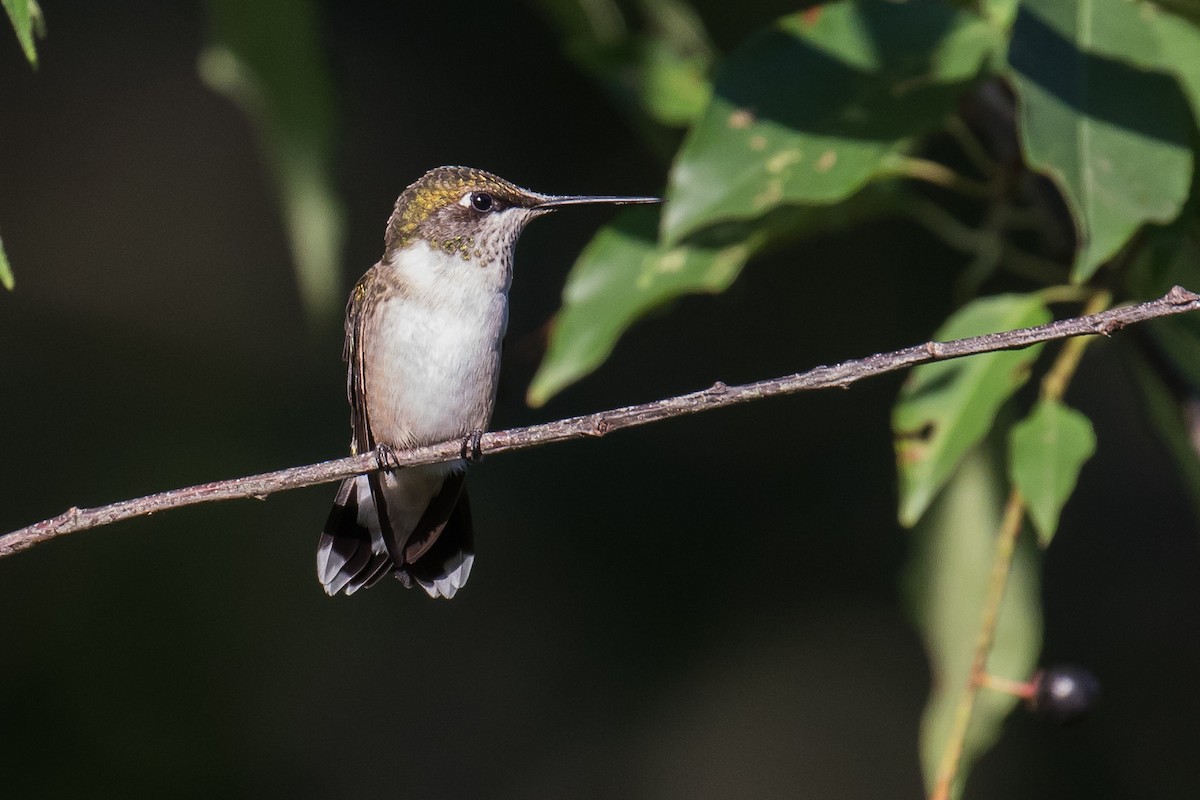 Ruby-throated Hummingbird - Chris S. Wood