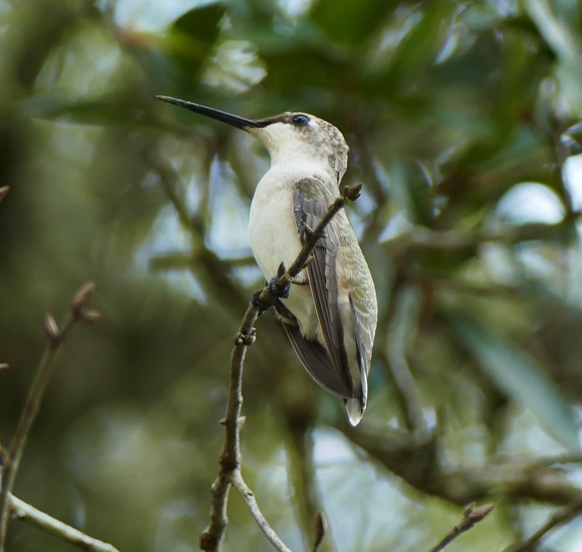 Ruby-throated Hummingbird - Dave Bowman