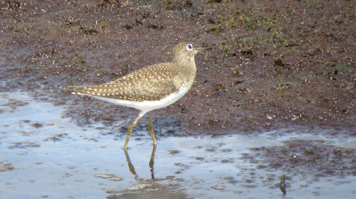 Solitary Sandpiper - Terry Lodge