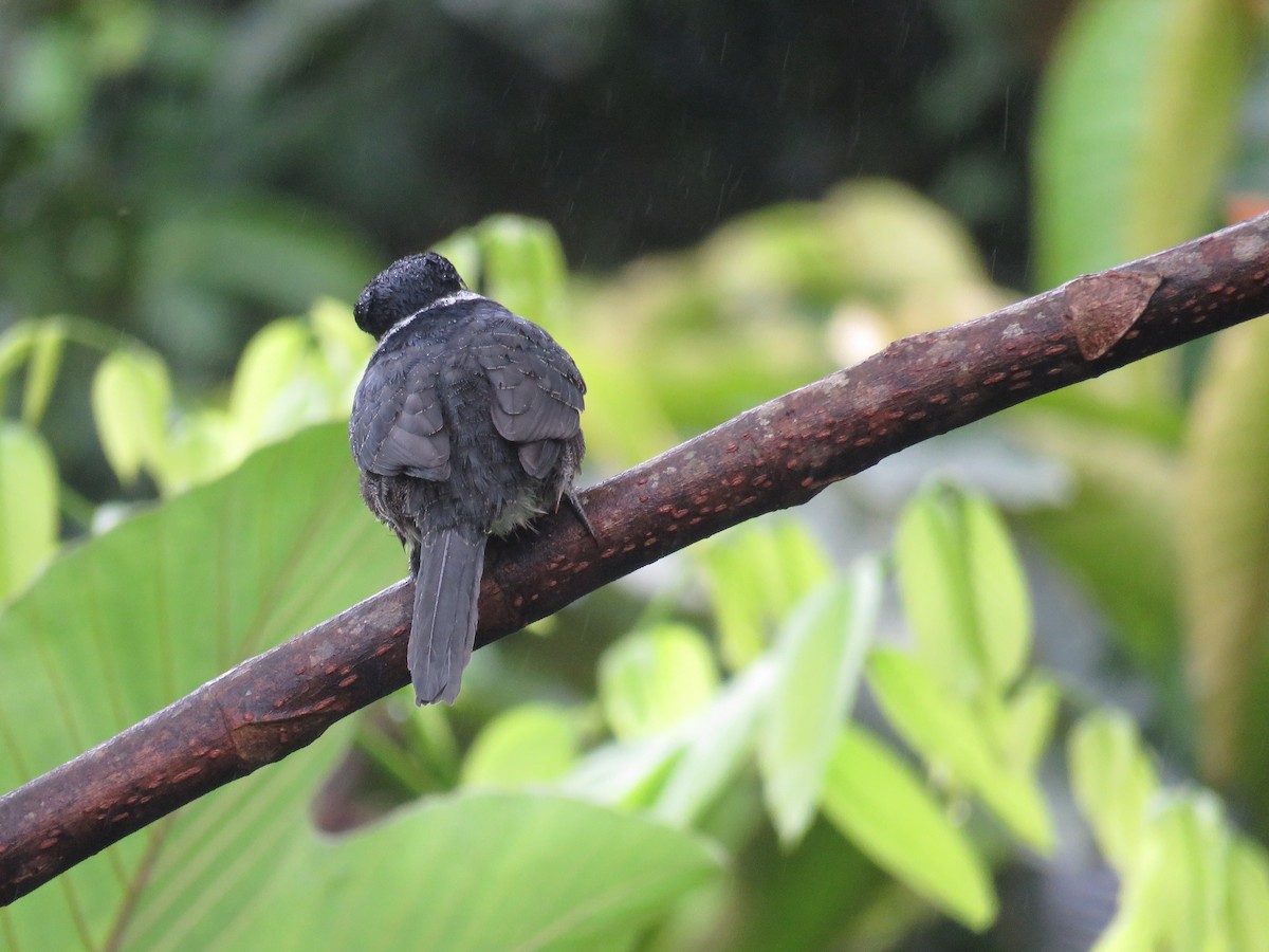 Black-breasted Puffbird - ML66347081