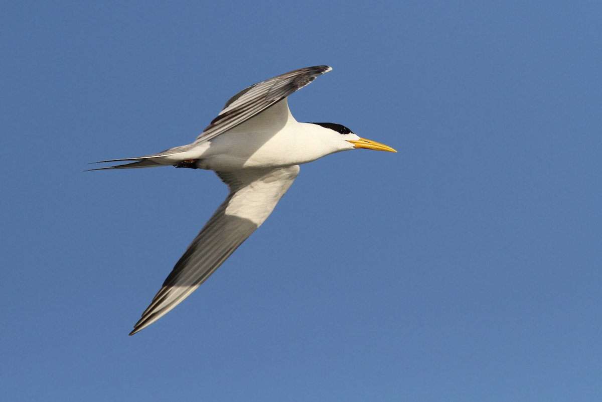 Great Crested Tern - ML66350191
