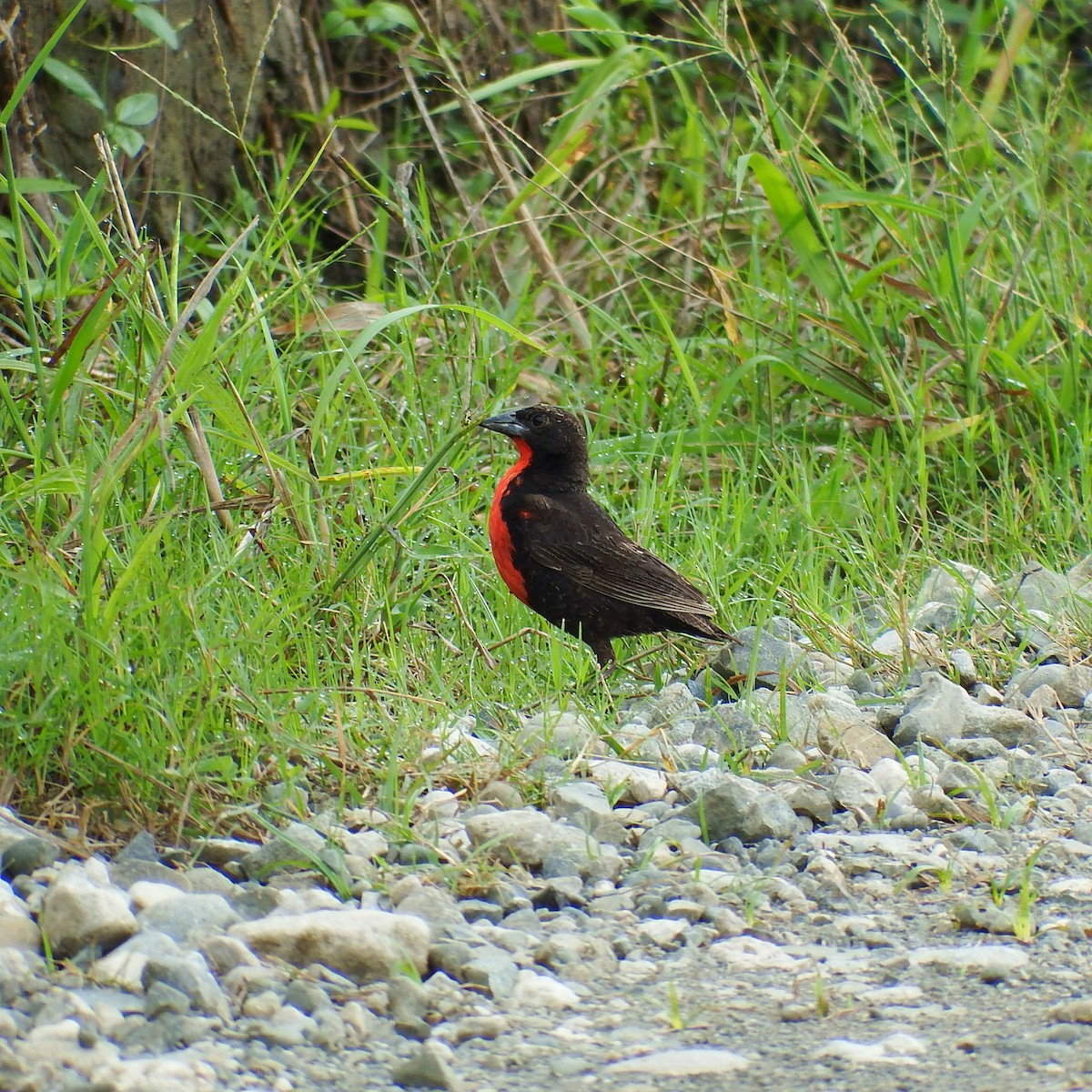 Red-breasted Meadowlark - ML66350321