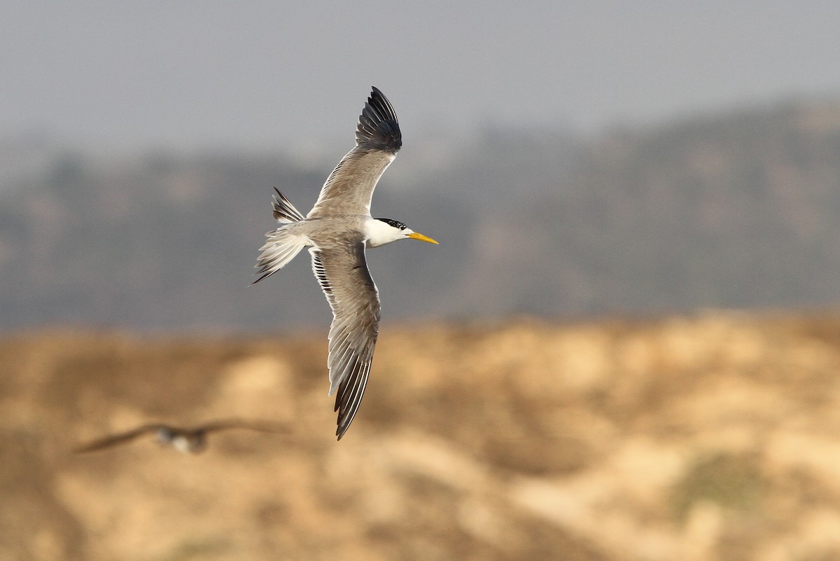 Great Crested Tern - ML66350341