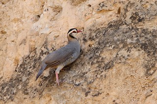  - Arabian Partridge