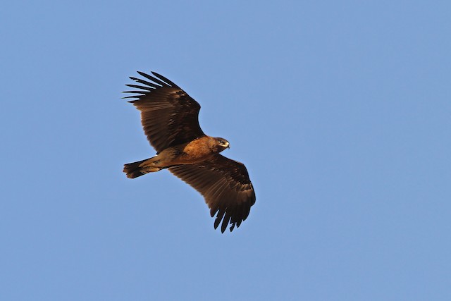 Possible confusion species: Greater Spotted Eagle (<em>Clanga clanga</em>).&nbsp; - Greater Spotted Eagle - 