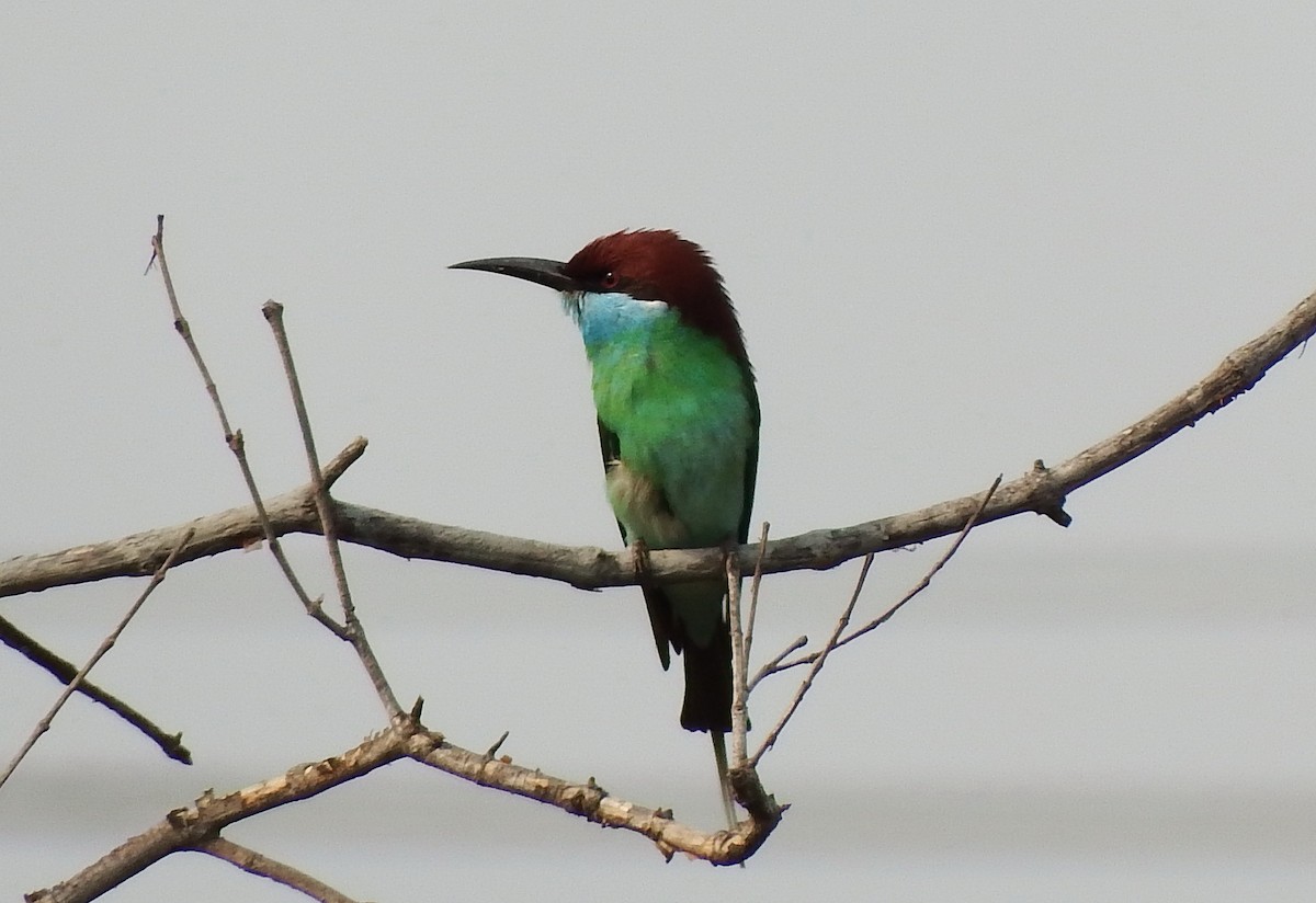 Blue-throated Bee-eater - Ben Weil
