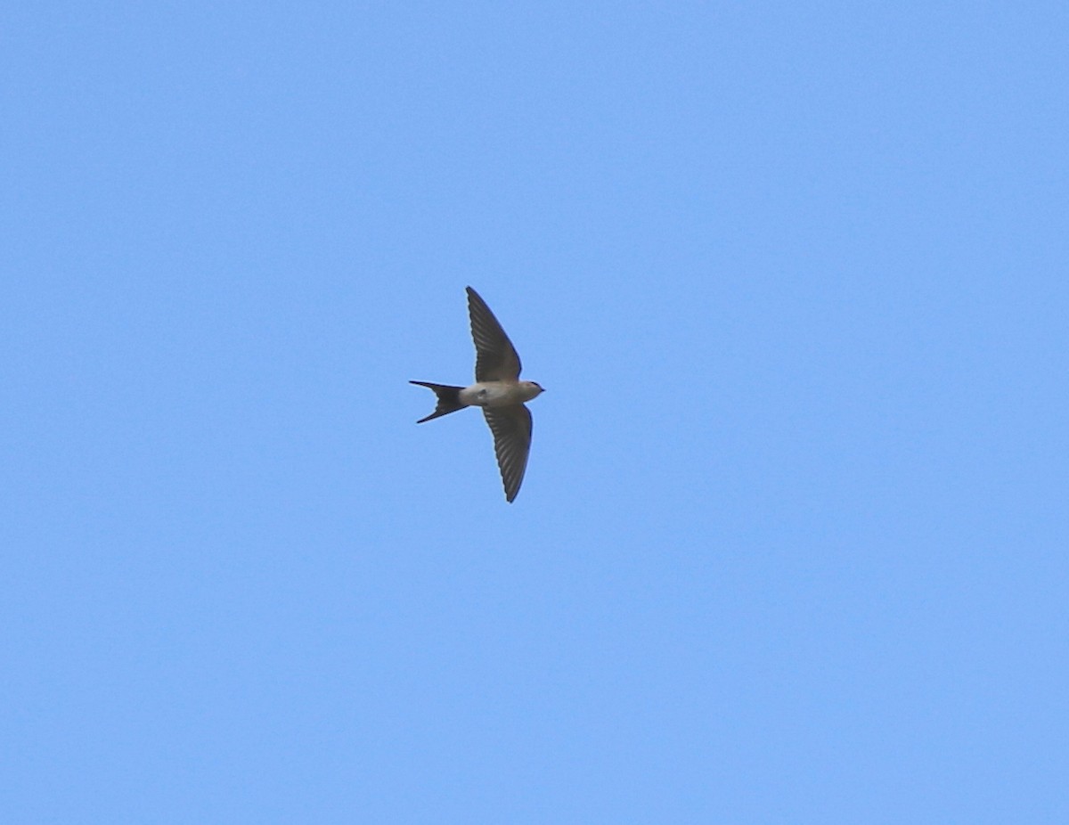 Red-rumped Swallow - 佑淇 陳