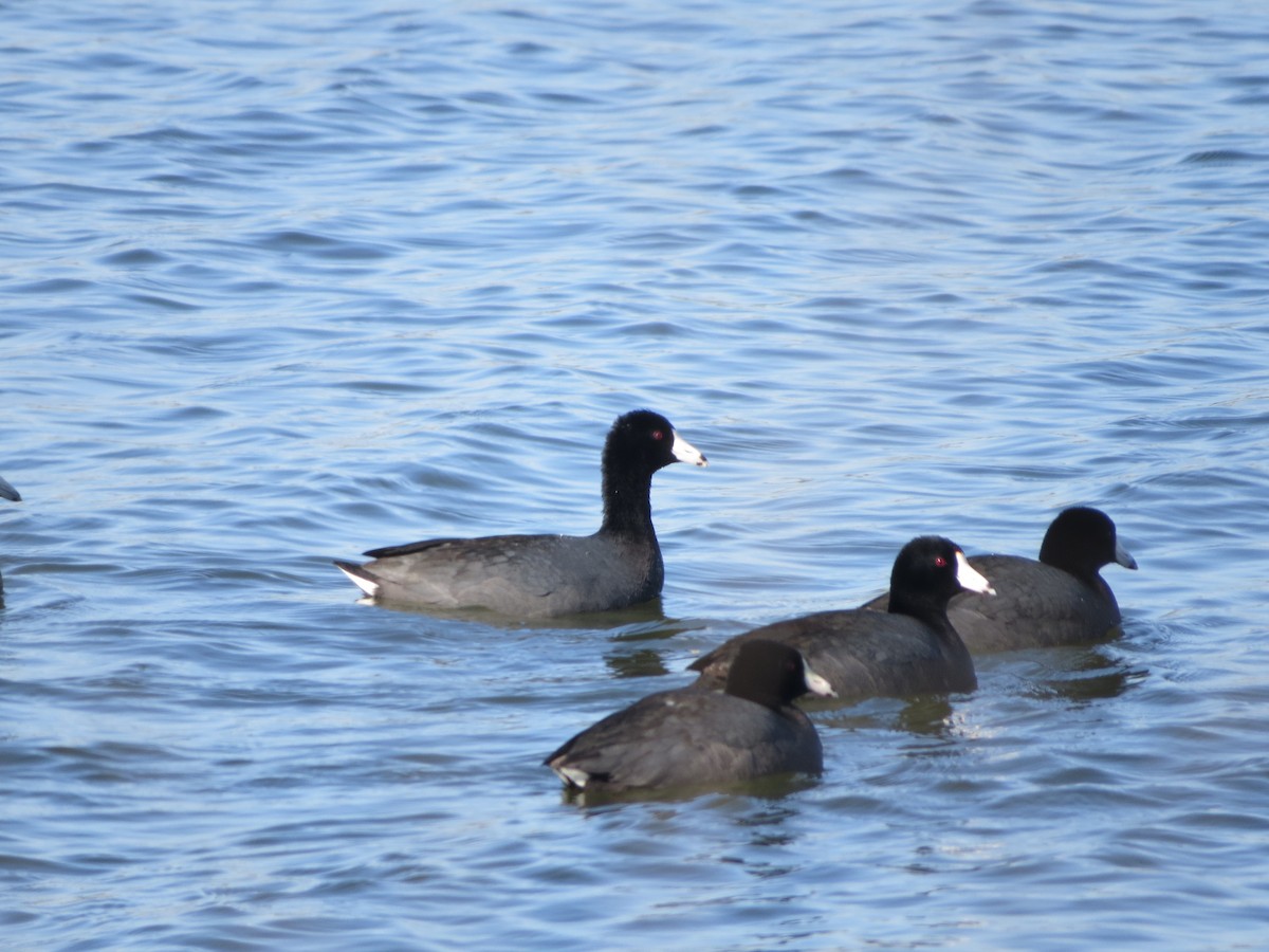 American Coot (Red-shielded) - ML66352921
