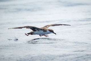 Great Shearwater