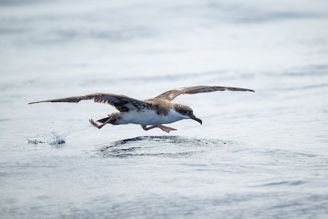Great Shearwater