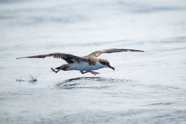Great Shearwater