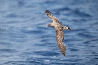 Scopoli's Shearwater