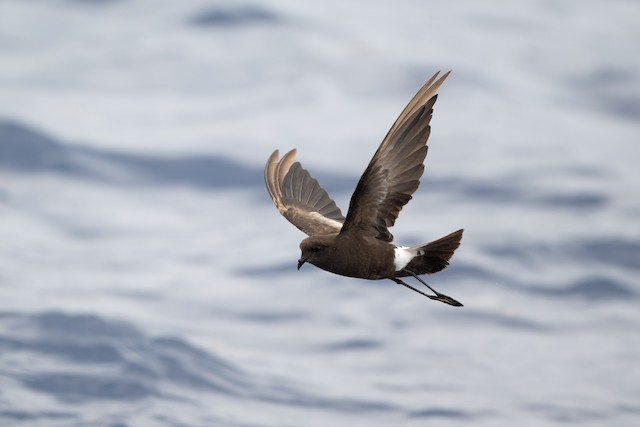 Wilson's Storm-Petrel