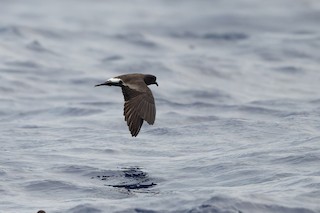 Band-rumped Storm-Petrel
