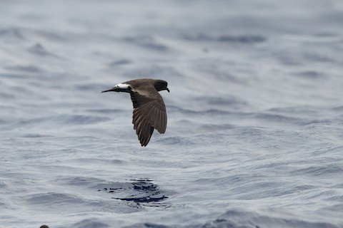 Band-rumped Storm-Petrel