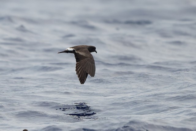 Band-rumped Storm-Petrel
