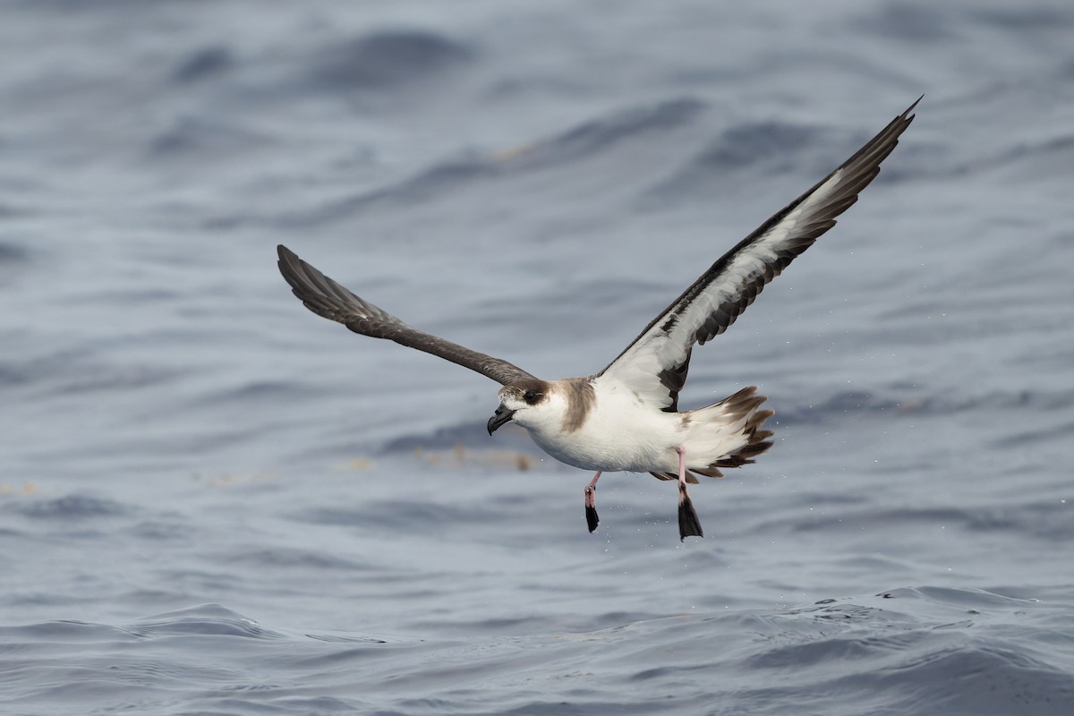 Black-capped Petrel