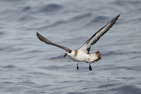 Black-capped Petrel
