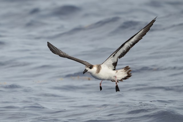 Black-capped Petrel