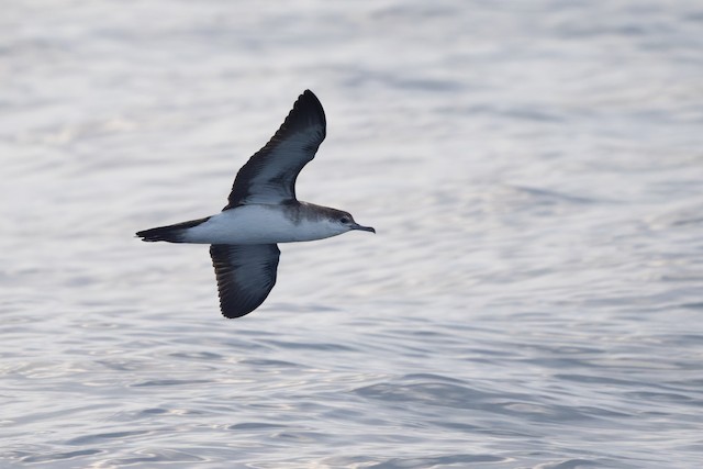 Sargasso Shearwater