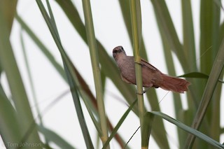  - Parker's Spinetail