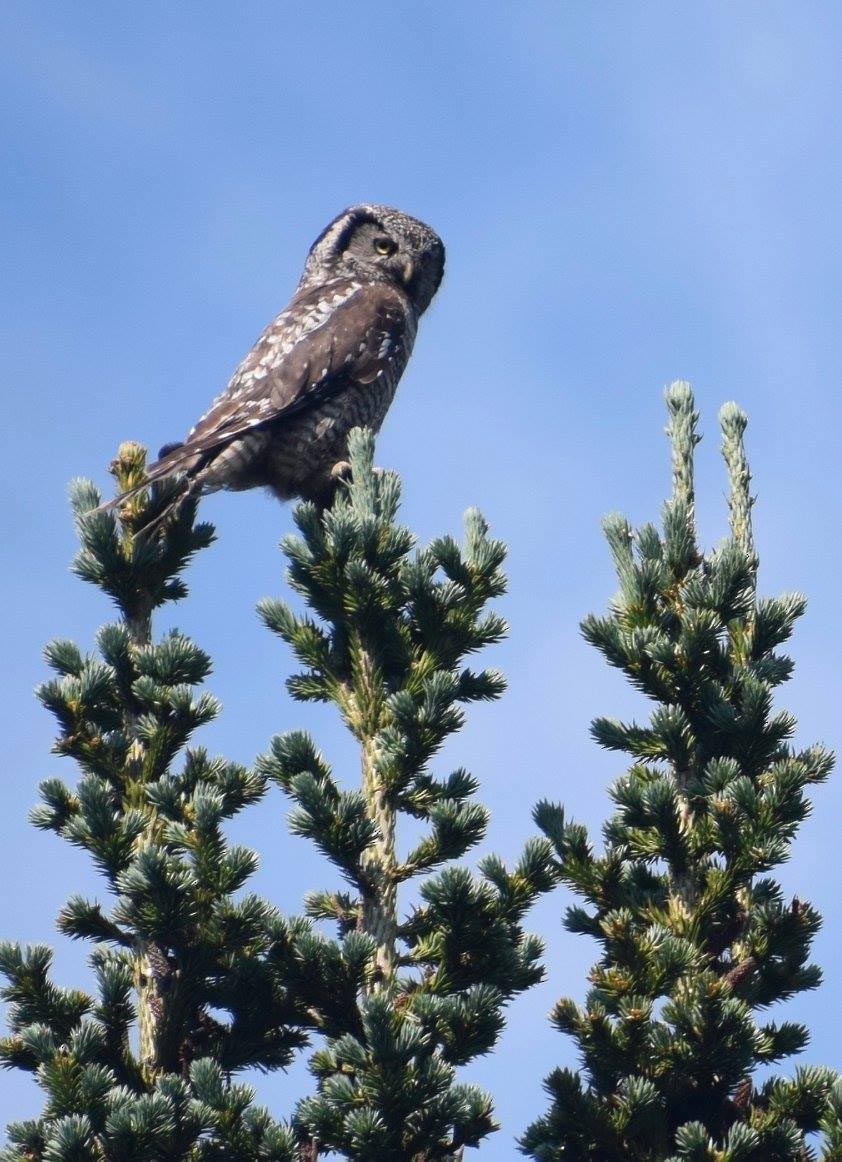 Northern Hawk Owl - A H H .