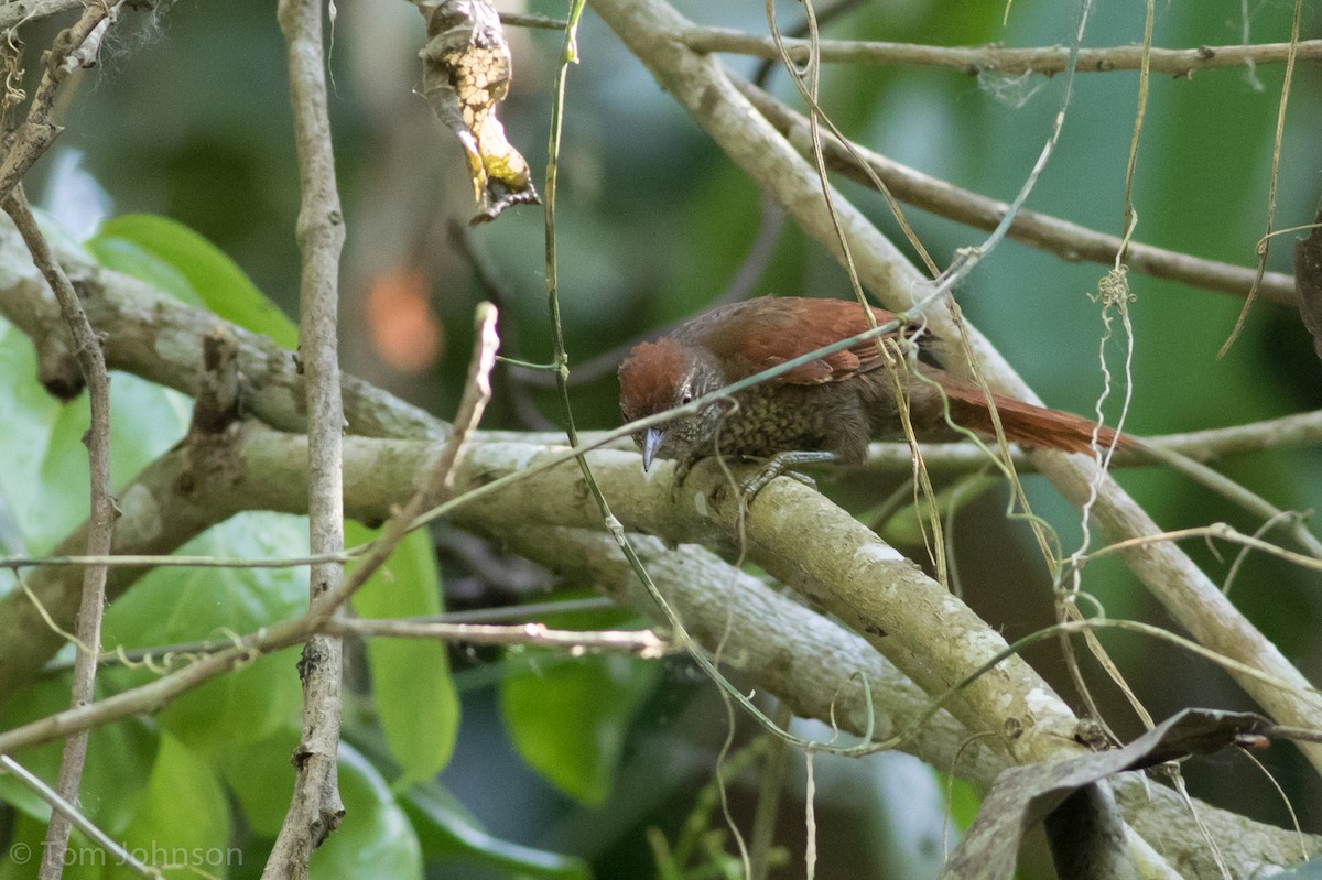 Scaled Spinetail - ML66358571