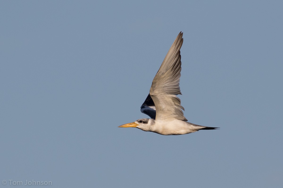 Large-billed Tern - Tom Johnson