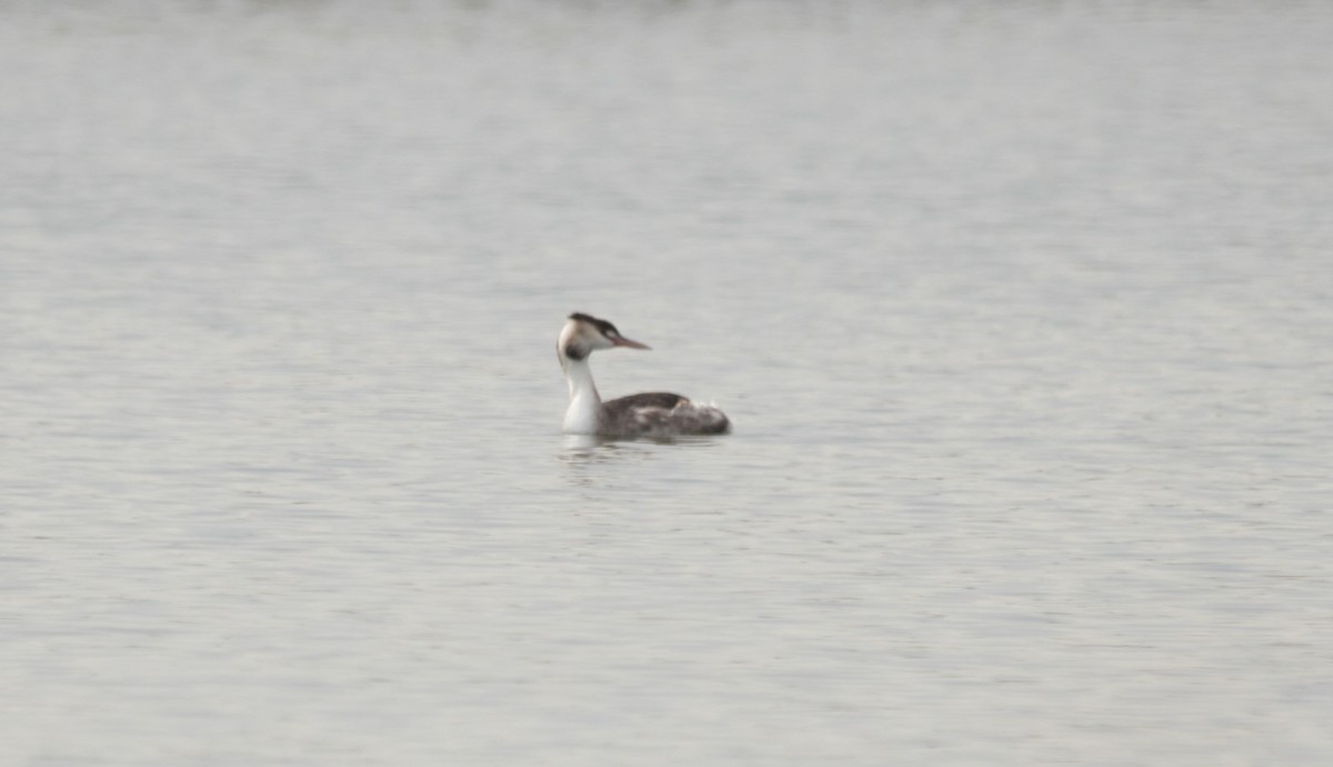 Great Crested Grebe - ML66361761