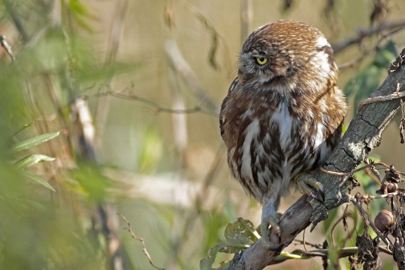 Ferruginous Pygmy-Owl - ML66367751