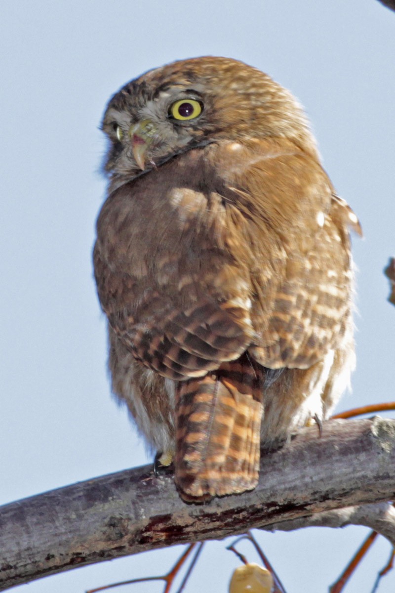 Ferruginous Pygmy-Owl - ML66367771