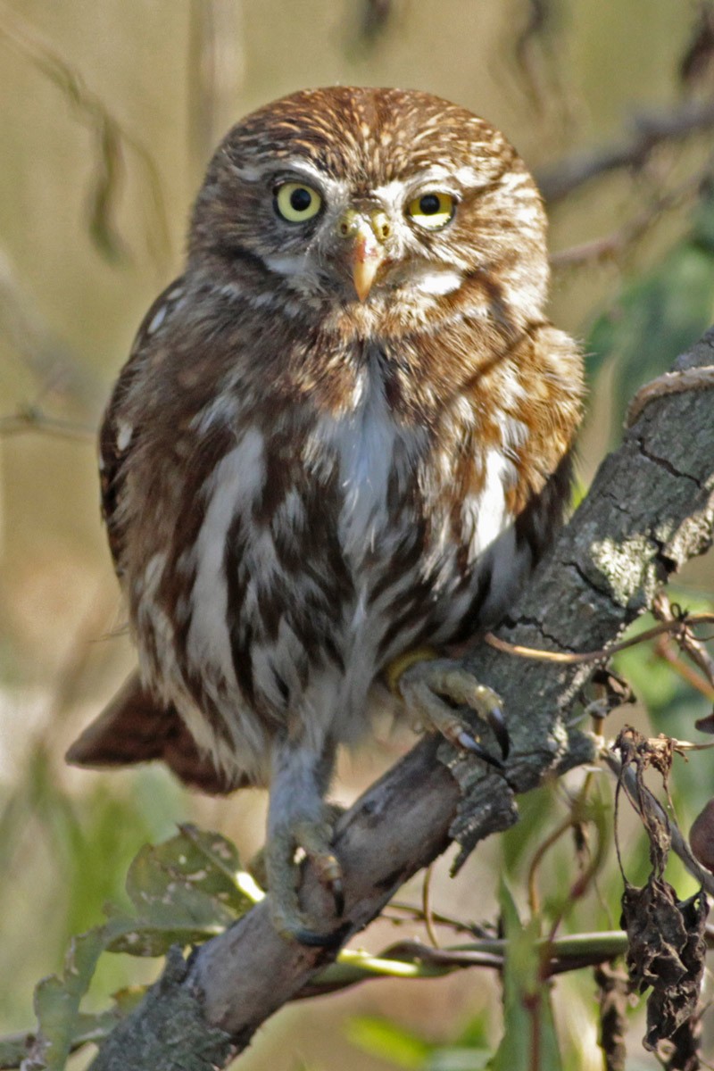 Ferruginous Pygmy-Owl - ML66367781