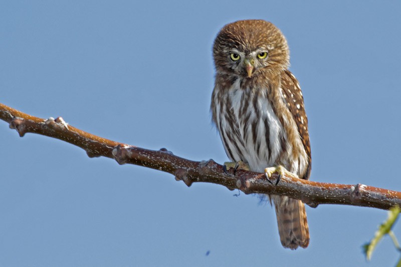 Ferruginous Pygmy-Owl - J. Simón Tagtachian