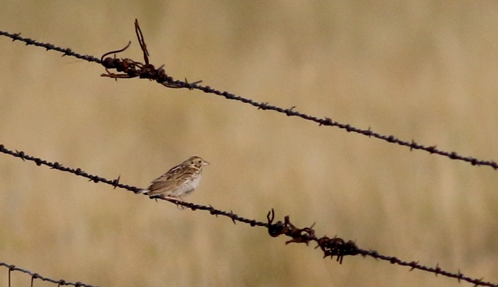 Baird's Sparrow - ML66368551