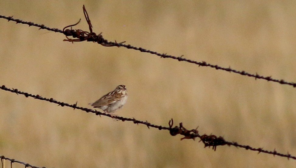 Baird's Sparrow - ML66368571