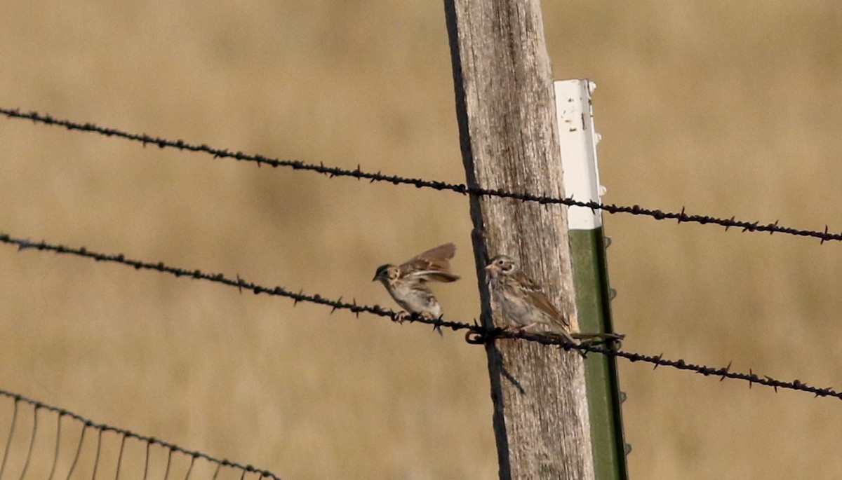 Baird's Sparrow - ML66368871