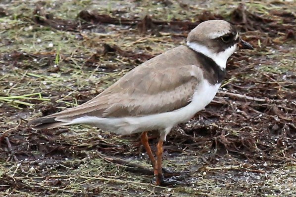 Semipalmated Plover - ML66369631