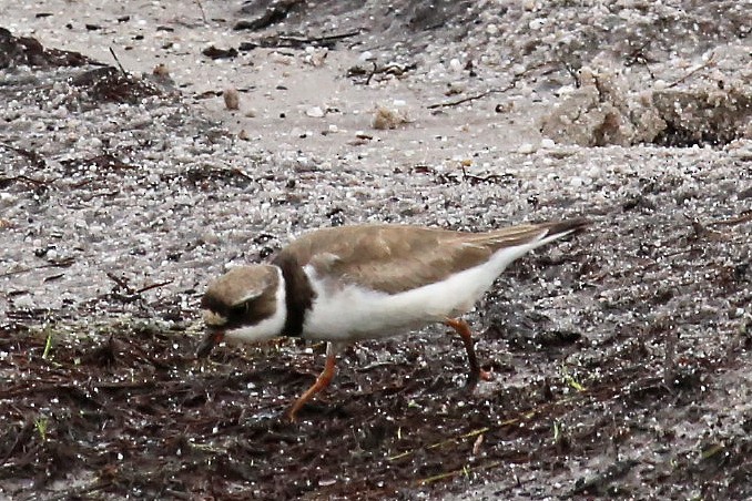 Semipalmated Plover - ML66369641