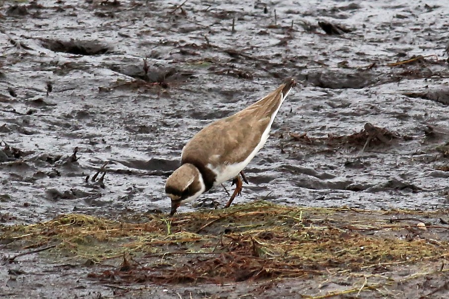 Semipalmated Plover - ML66369651
